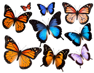An exquisite display of various butterflies with striking wings, celebrating the wonders of insect life