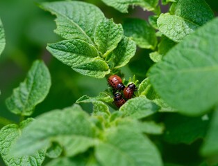 Close-up of three colorado potato beetle larvae eating potato plant leaves.