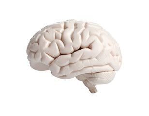 Exploring the intricate anatomy of the human brain with a detailed scientific model