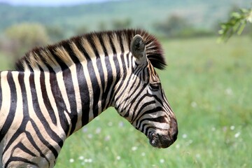 Close-Up of a Plains Zebra in the African Grasslands
