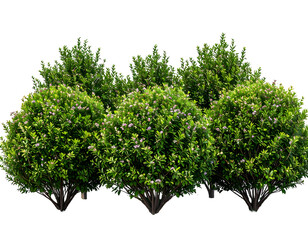 Vibrant green shrubs adorned with charming small purple blossoms for beautiful landscaping.
