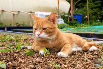 A red - haired village cat in a collar. Close-up. Against the background of nature. Seasonal...