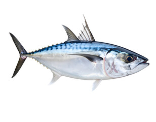 A vibrant skipjack tuna with striking blue and silver scales captured in exquisite detail.