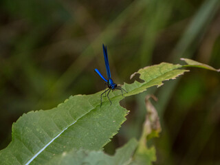 blue dragonfly on a leaf