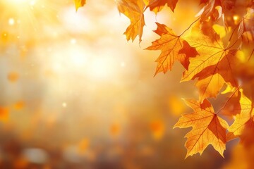 Maple leaves autumn leaf background.