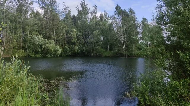 Forest lake at Summer day - European nature landscape