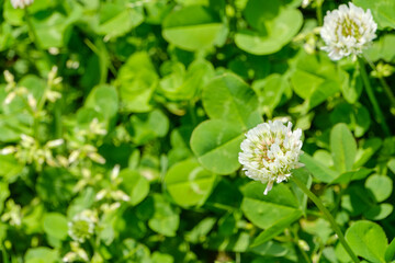 白詰草の花と緑のクローバーの葉のクローズアップ