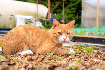A red - haired village cat in a collar. Close-up. Against the background of nature. Seasonal...