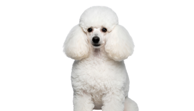poodle dog isolated on transparent background - Powered by Adobe