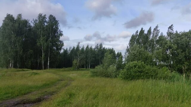 Green Grass field with road with Trees and Wind on blue cloudy Sky background - Russian nature landscape