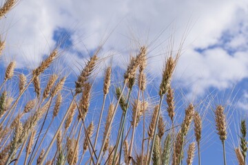 Golden wheat spikes reaching toward clear summer sky – nature agriculture background