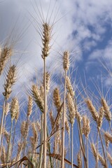 Golden wheat spikes reaching toward clear summer sky &ndash; nature agriculture background