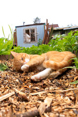 A red - haired village cat in a collar. Close-up. Against the background of nature. Seasonal...