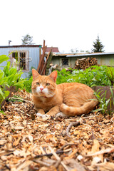 A red - haired village cat in a collar. Close-up. Against the background of nature. Seasonal...