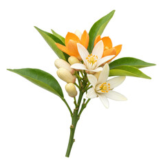 Fototapeta premium Orange and white citrus flowers with green leaves on a branch 
