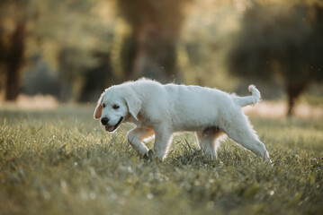 Un chiot blanc de race golden retriever dans la nature