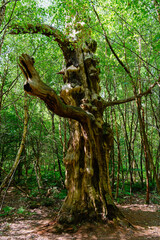 Decaying ancient oak tree in Sherwood Forest.