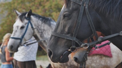Obraz premium Horses wearing bridles standing in Crimea near Belogorsk