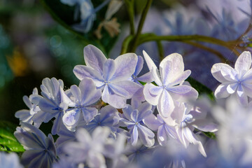 光を浴びて輝く紫陽花の花々