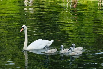swans on the lake