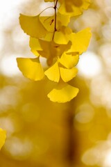 yellow autumn leaves