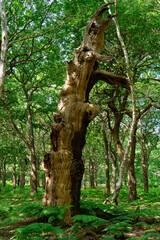 The trunk of a ancient oak  in Sherwood Forest.