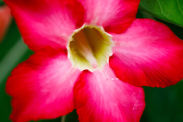 Two desert rose flowers with green leaves in tropical garden