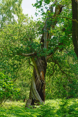 Hollow, twisted remains of an ancient oak tree.