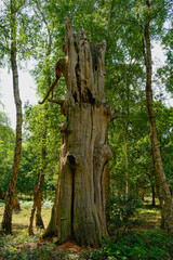 Decaying remains of a once proud ancient oak tree.