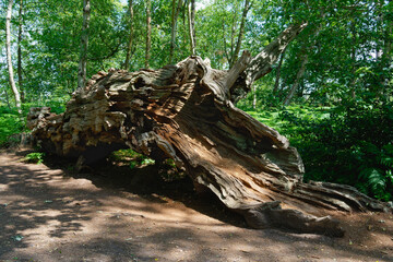 Remains of a large fallen oak tree.