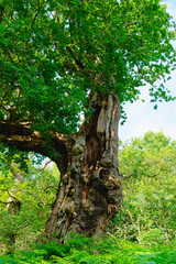 Gnarled decaying ancient oak tree in Sherwood Forest.