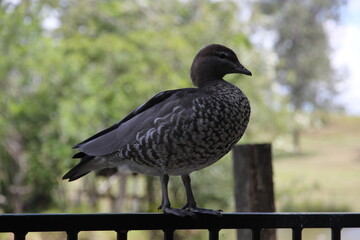 grey bird in Brisbane Australia