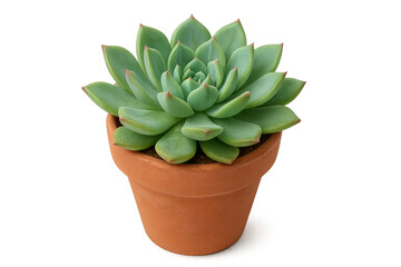 Fototapeta premium Green echeveria succulent growing in terracotta pot with transparent background