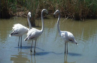 Flamant rose, 
Phoenicopterus roseus, Greater Flamingo, Camargue, 13, Bouches du Rhone, France