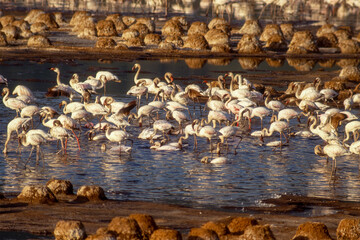 Flamant nain,
 Phoeniconaias minor, Lesser Flamingo, Nids,  Parc national, Lac Bogoria, Kenya