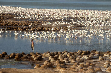 Flamant nain,
 Phoeniconaias minor, Lesser Flamingo, Nids,  Parc national, Lac Bogoria, Kenya