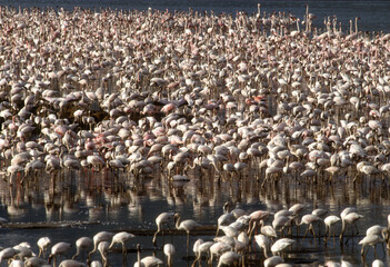 Naklejka premium Flamant nain, Phoeniconaias minor, Lesser Flamingo, Nids, Parc national, Lac Bogoria, Kenya