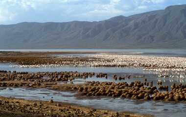 Flamant nain,
 Phoeniconaias minor, Lesser Flamingo, Nids,  Parc national, Lac Bogoria, Kenya