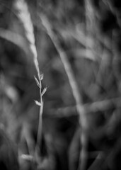 grass macro