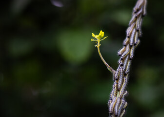yellow flower and bugs