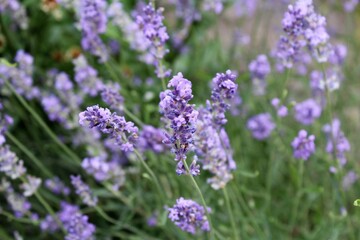 lavender field in provence, close up of lavender flowers