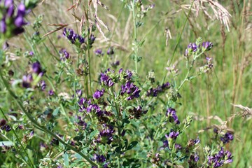 summer flowers and grass in the meadow