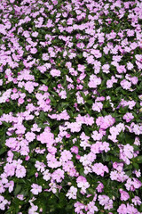 Obraz premium Impatiens hawkeri, the New Guinea impatiens, is a species of flowering plant in the family Balsaminaceae, hybrid. Garden plant, purple, lilac flower, bloom. Beautiful blossom. Flowers summer ornament