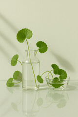A bottle of water surrounded by fresh gotu kola leaves on a calm water surface, creating a natural, refreshing, and serene atmosphere.