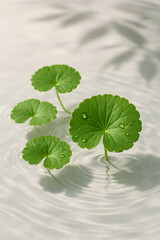 Fresh gotu kola leaves floating on water with soft ripples and dew drops, evoking natural purity, wellness, and herbal skincare aesthetics.