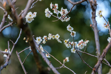 白梅が咲く冬の枝模様