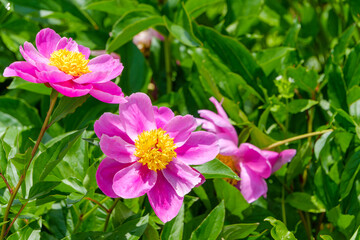 緑の葉に映えるピンクの芍薬の花