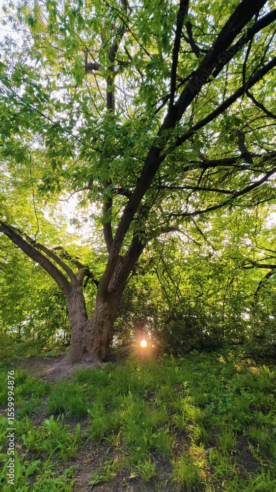 Poster sunlight shines through tree leaves in a forest setting during golden hour