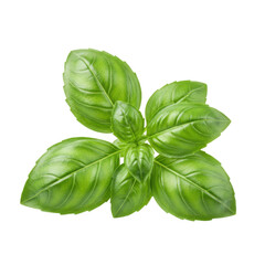 Fototapeta premium Fresh basil leaves on white background 