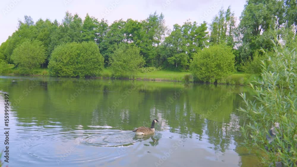 Poster slow motion of calm serene lake with canada goose swimming gently across with different trees lining